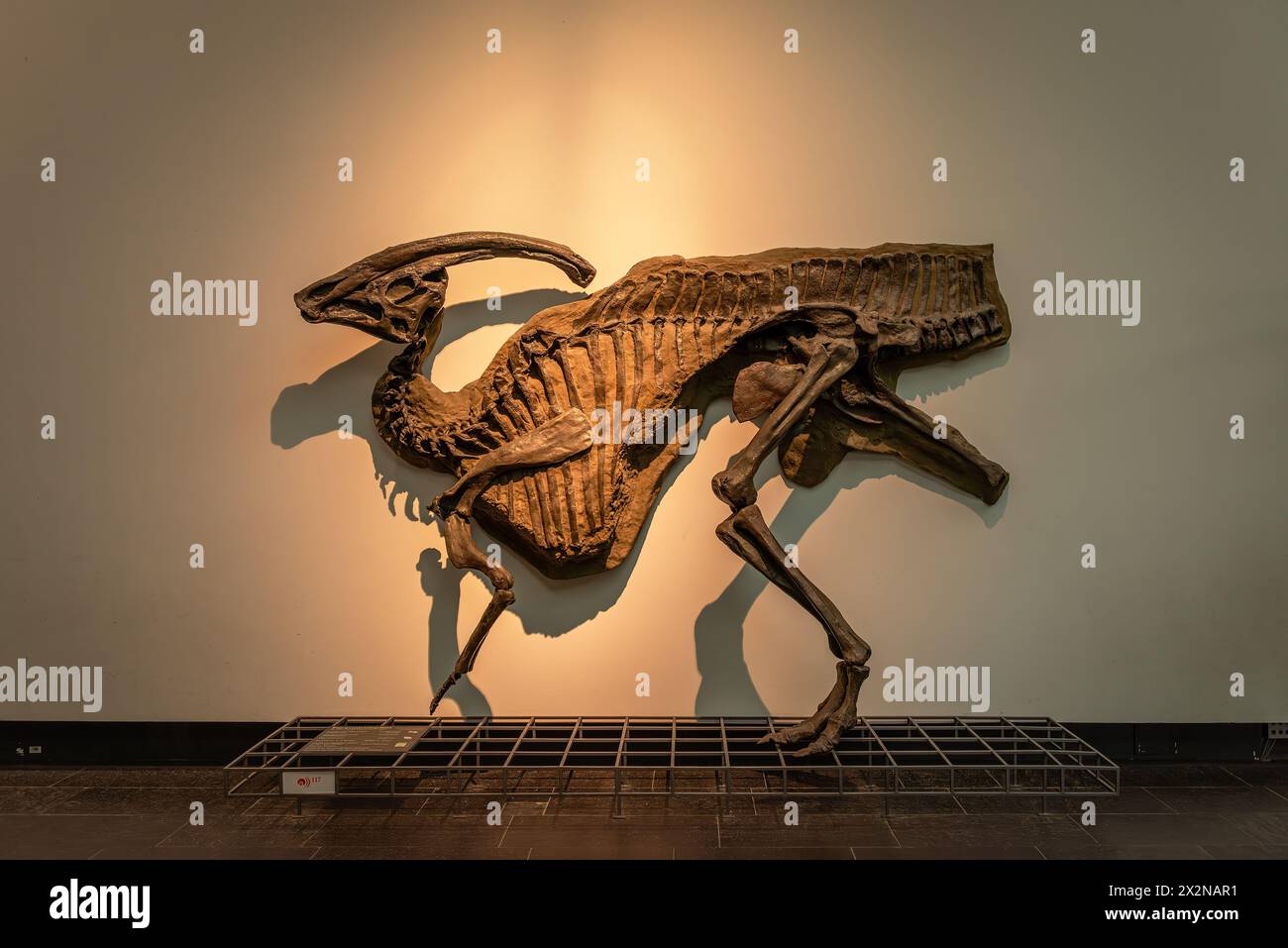 Scheletri di dinosauro nel Senckenberg Museum, Francoforte, Germania Foto Stock