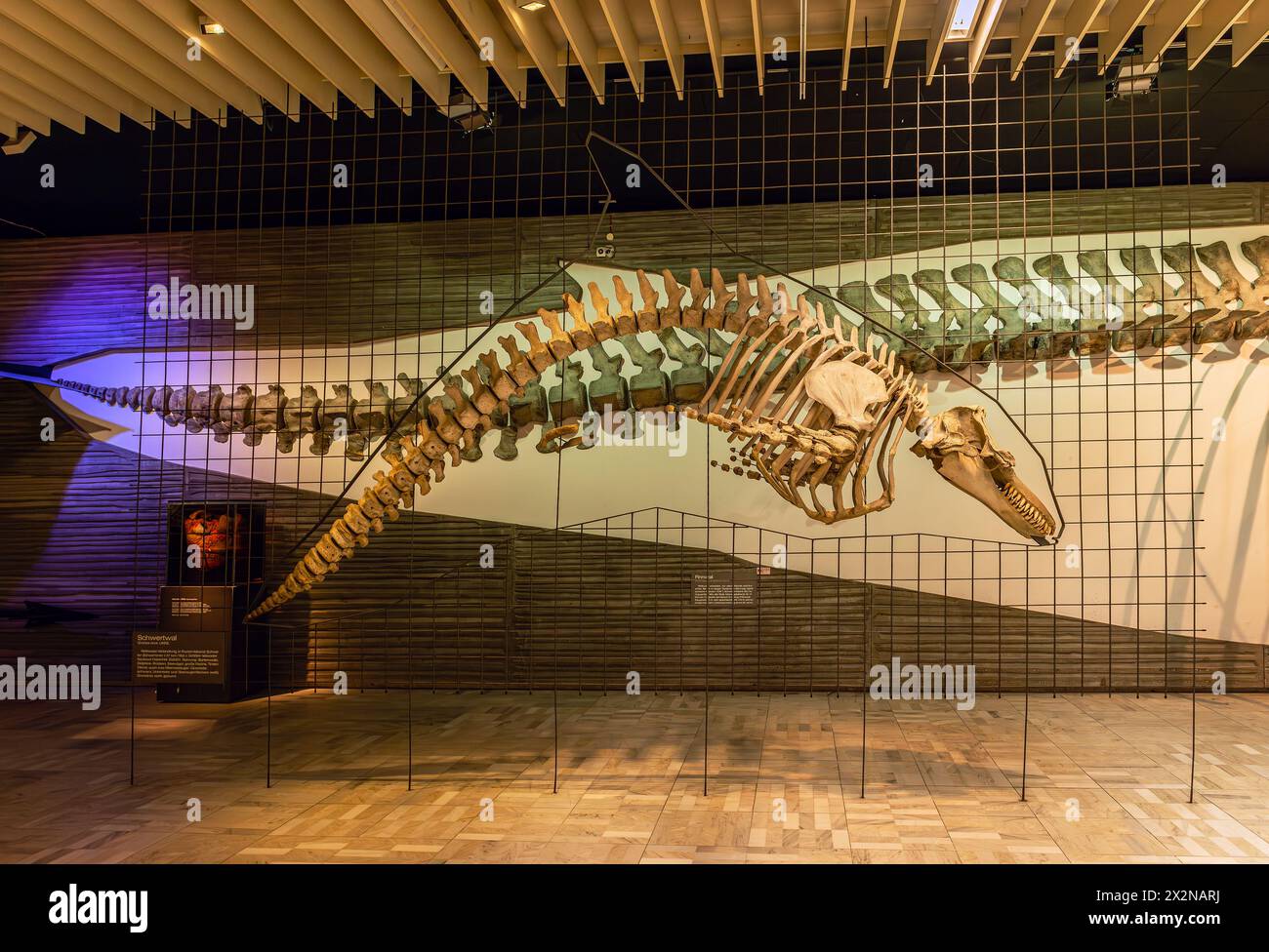 Scheletri di dinosauro nel Senckenberg Museum, Francoforte, Germania Foto Stock