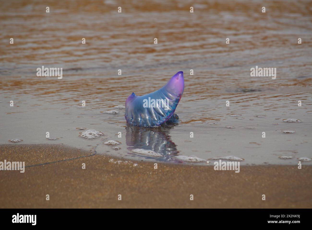 Portoghese uomo di guerra o bluebottle (Physalia phyalis) bloccati in spiaggia (El Medano, Tenerife, Spagna) Foto Stock