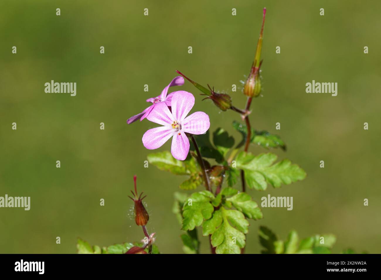 Primo piano fiori rosa e cialde di semi appuntiti di Herb-Robert (Geranium robertianum), famiglia Geraniaceae. Primavera, aprile, Paesi Bassi. Foto Stock