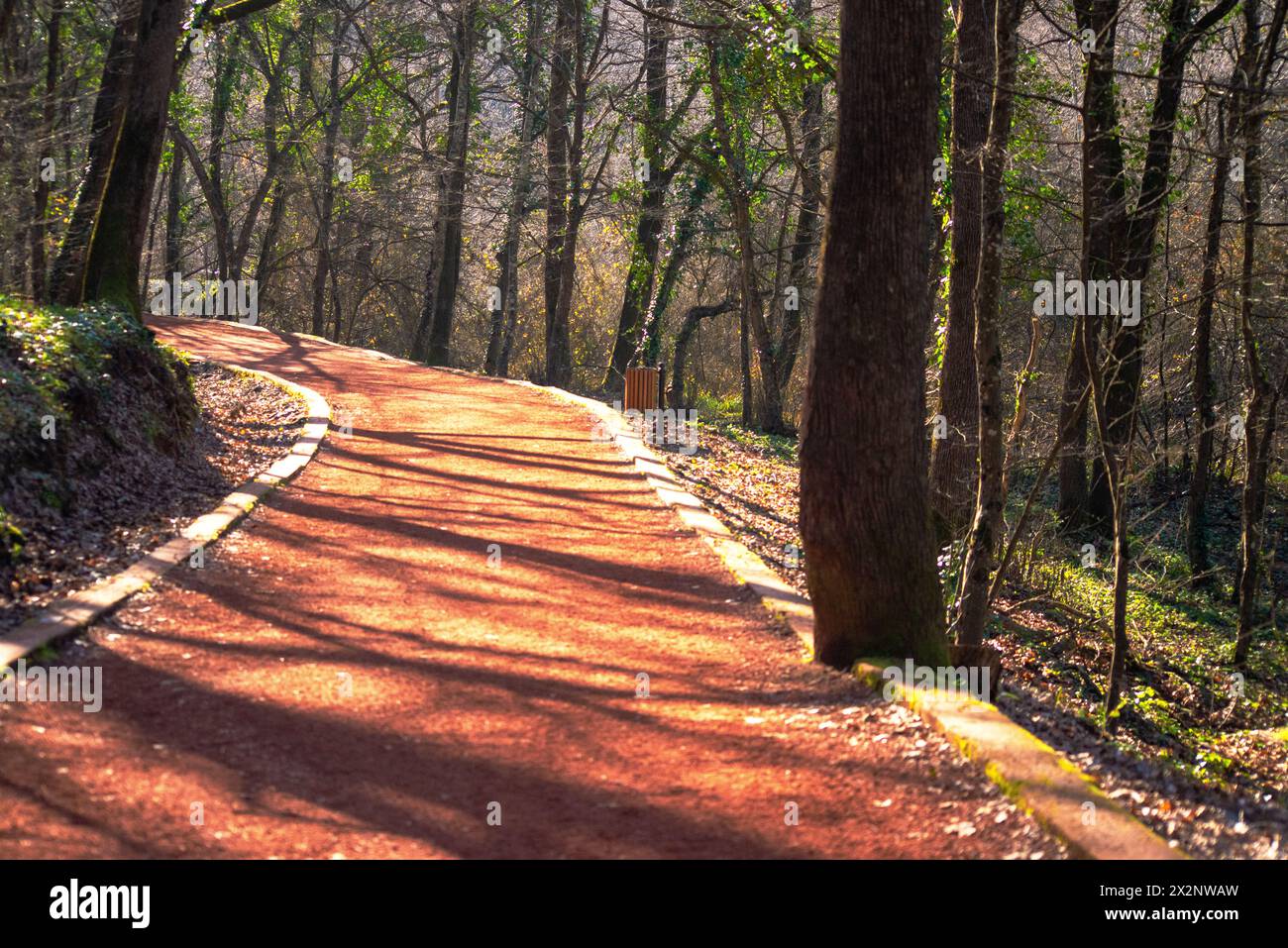 Imbarcati in un viaggio lungo la strada tortuosa attraverso le tranquille profondità della foresta, circondati dall'abbraccio della natura. Foto Stock