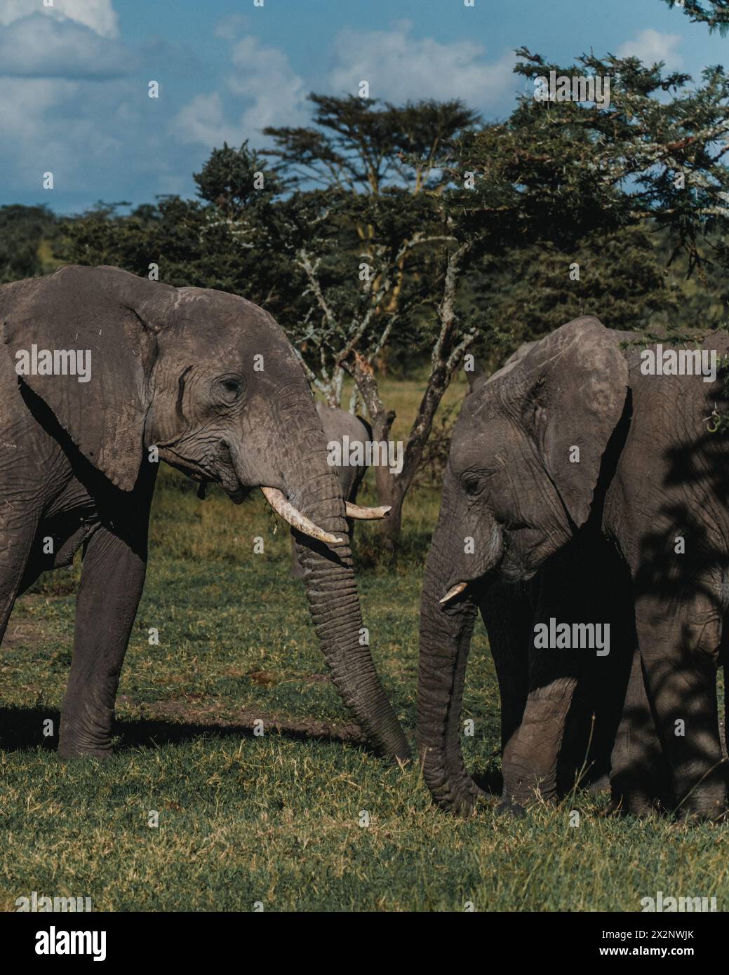 Elephant duo bonding, Ol Pejeta, Kenya Foto Stock
