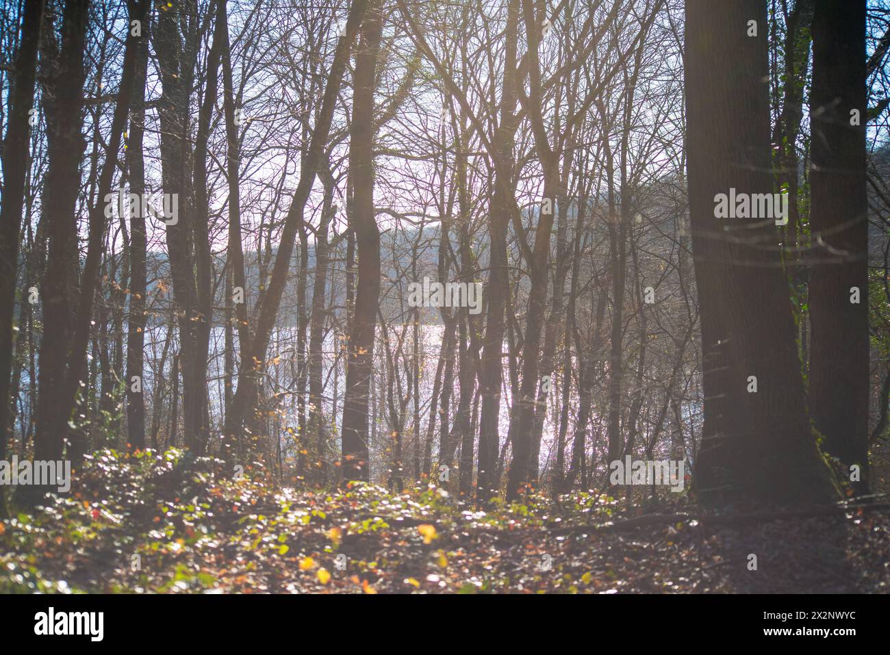 In mezzo alla luce del sole, gli alberi si stagliano maestosamente nella foresta, dipingendo un quadro sereno della bellezza della natura. Foto Stock