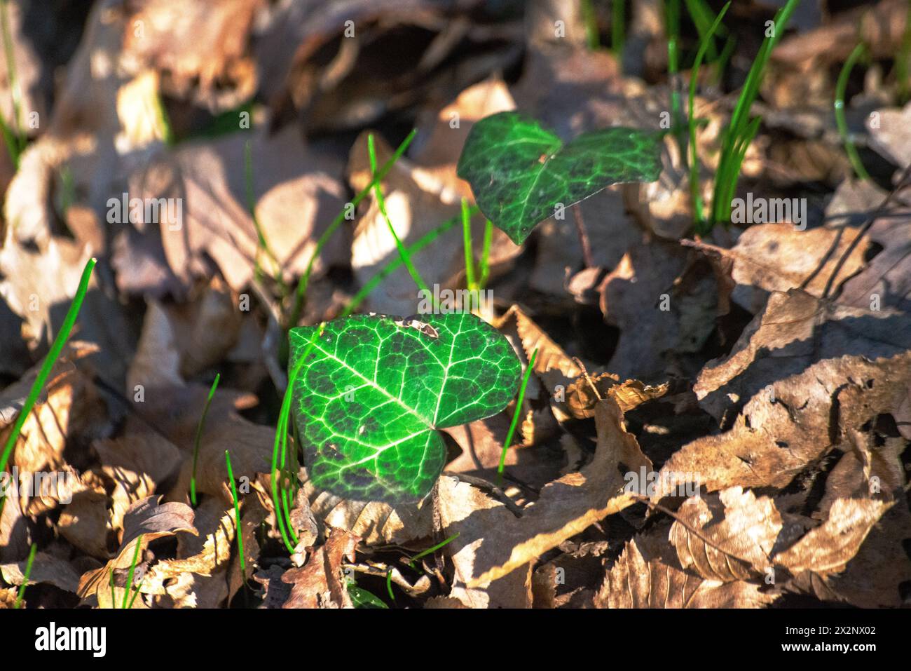 Foglie e cespugli verdi adornano il pavimento della foresta, creando un tappeto lussureggiante di vivaci sfumature e texture della natura. Foto Stock