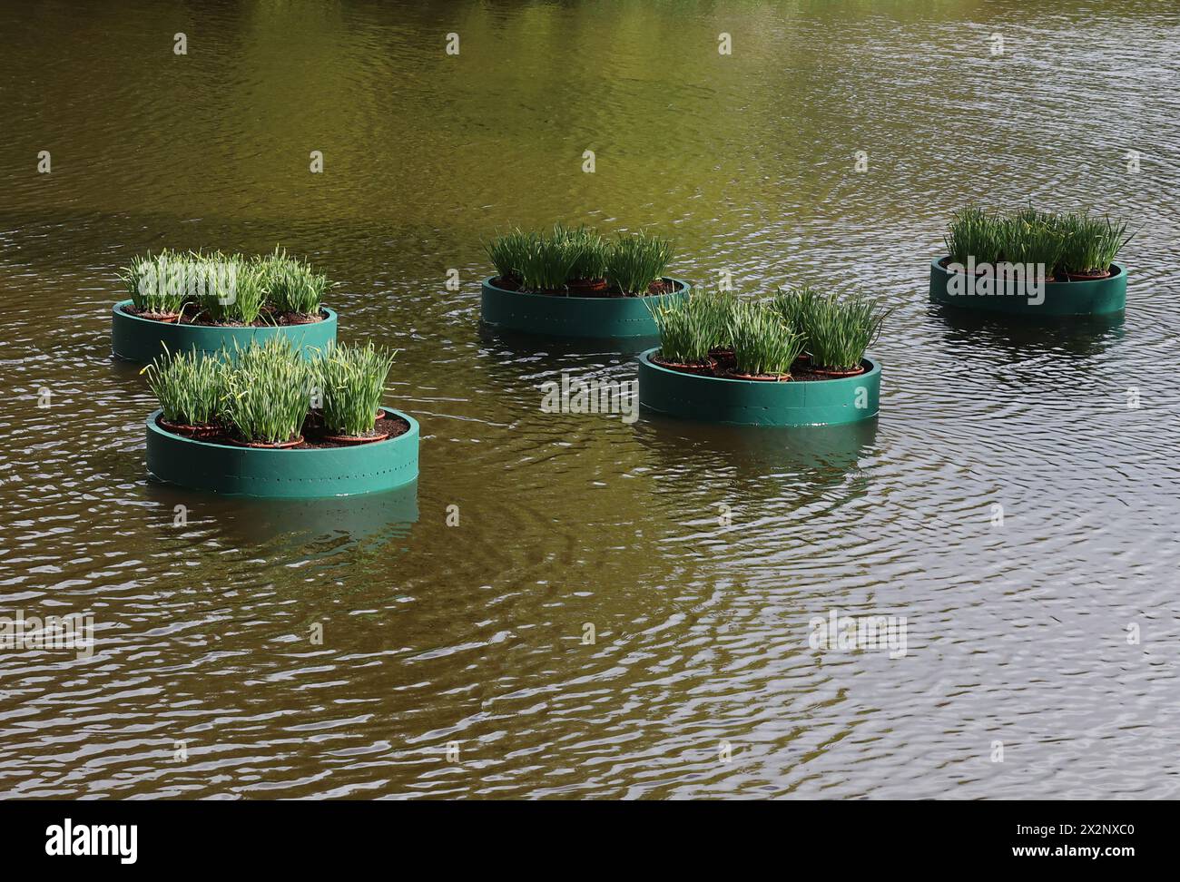 Tulipani al Keukenhof Tulip Gardens 'BOLLENSTREEK' vicino ad Amsterdam Paesi Bassi il 20 aprile 2024 Foto Stock