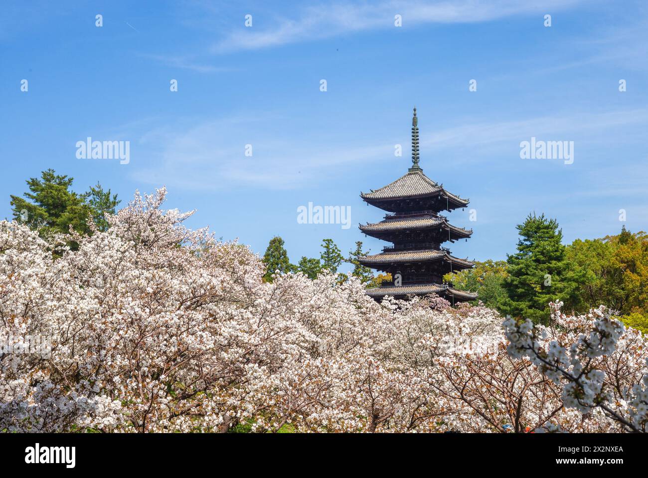 Pagoda a cinque piani del tempio Ninnaji a Kyoto, Kansai, Giappone Foto Stock
