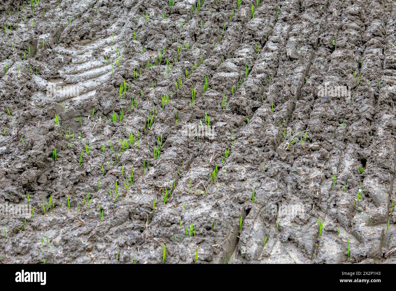 Campo appena seminato con i primi gambi di grano che emergono dalla terra Foto Stock