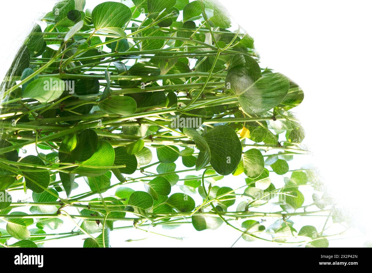 Un profilo a doppia esposizione di un uomo Unito a una foto verde Foto Stock