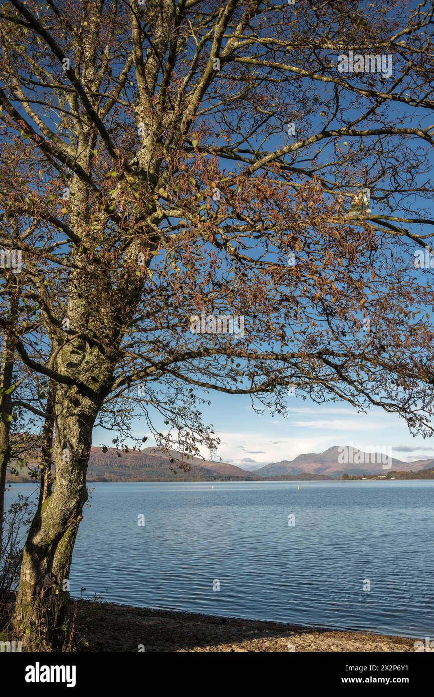 Vista sull'albero e sul lago Lomond durante il giorno, Scozia Foto Stock