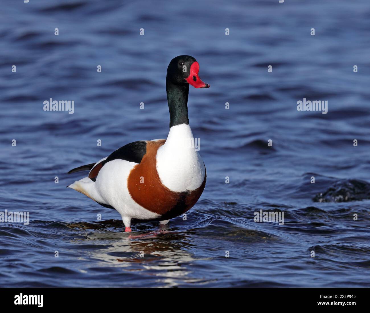 Shelduck maschio su pietra nell'acqua Foto Stock