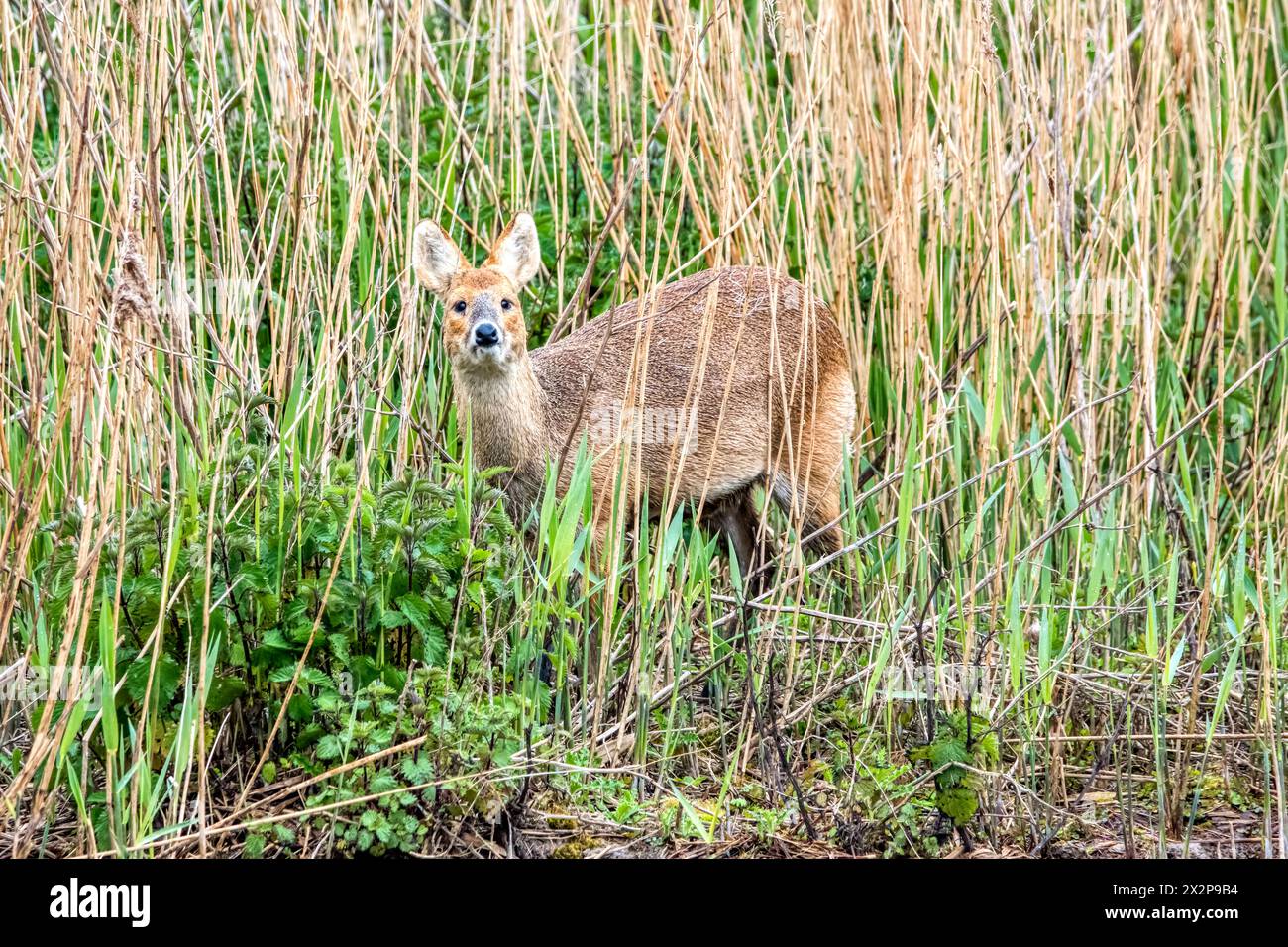 Un cervo d'acqua cinese, Hydropotes inermis, in piedi nelle canne accanto alla palude d'acqua dolce presso la riserva di uccelli di Titchwell RSPB nel nord del Norfolk. Foto Stock