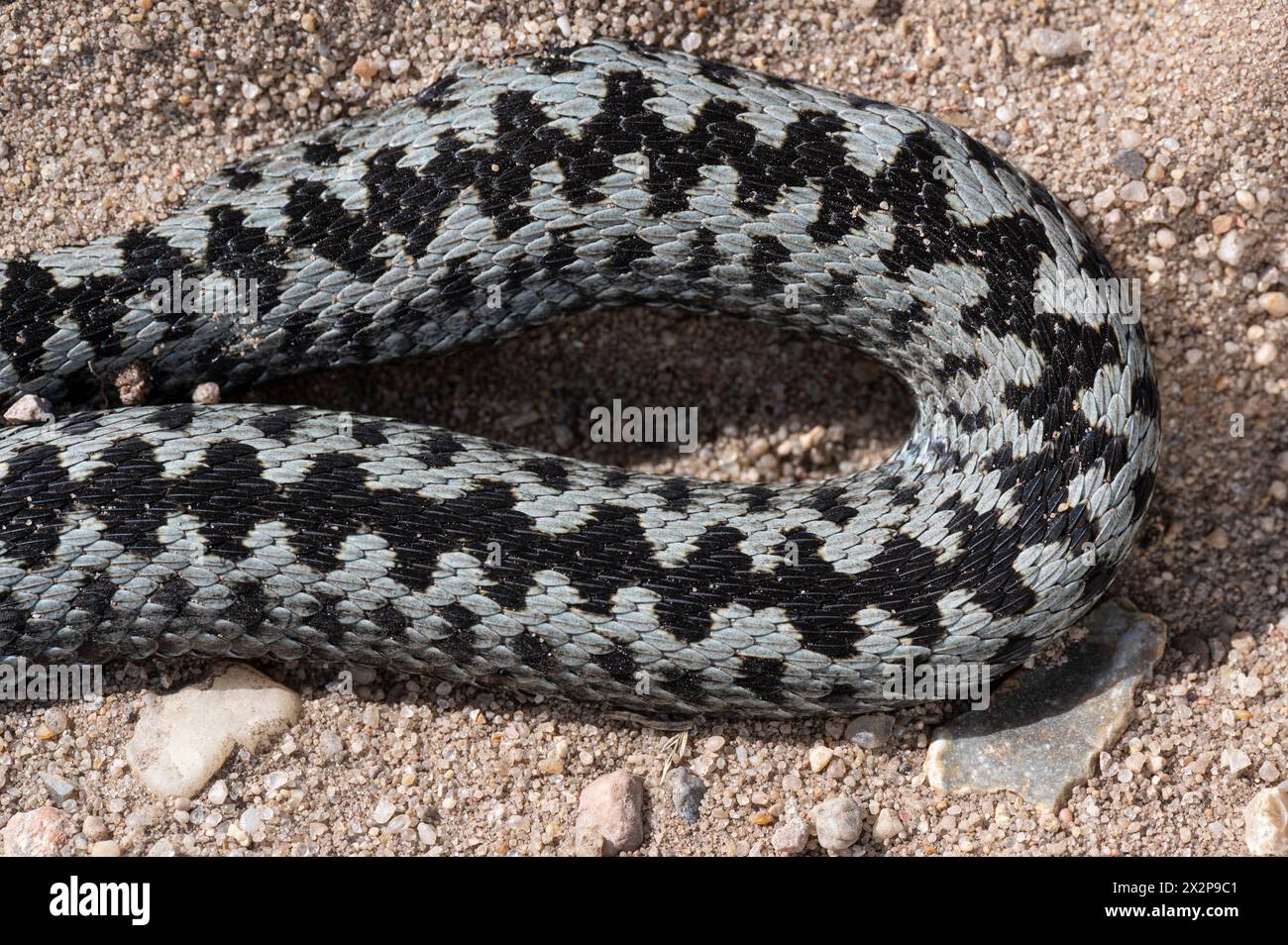 Aggiunta: Vipera berus. Dettaglio di scale e pattern sul corpo. Campione morto. Suffolk, Regno Unito Foto Stock