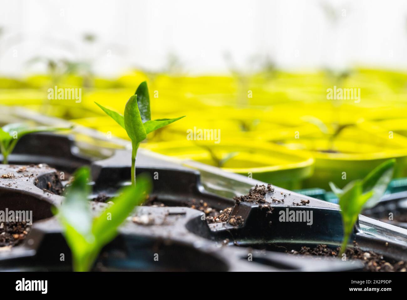 Piccoli germogli verdi crescono in vasi di plastica, foto ravvicinata con messa a fuoco morbida selettiva Foto Stock