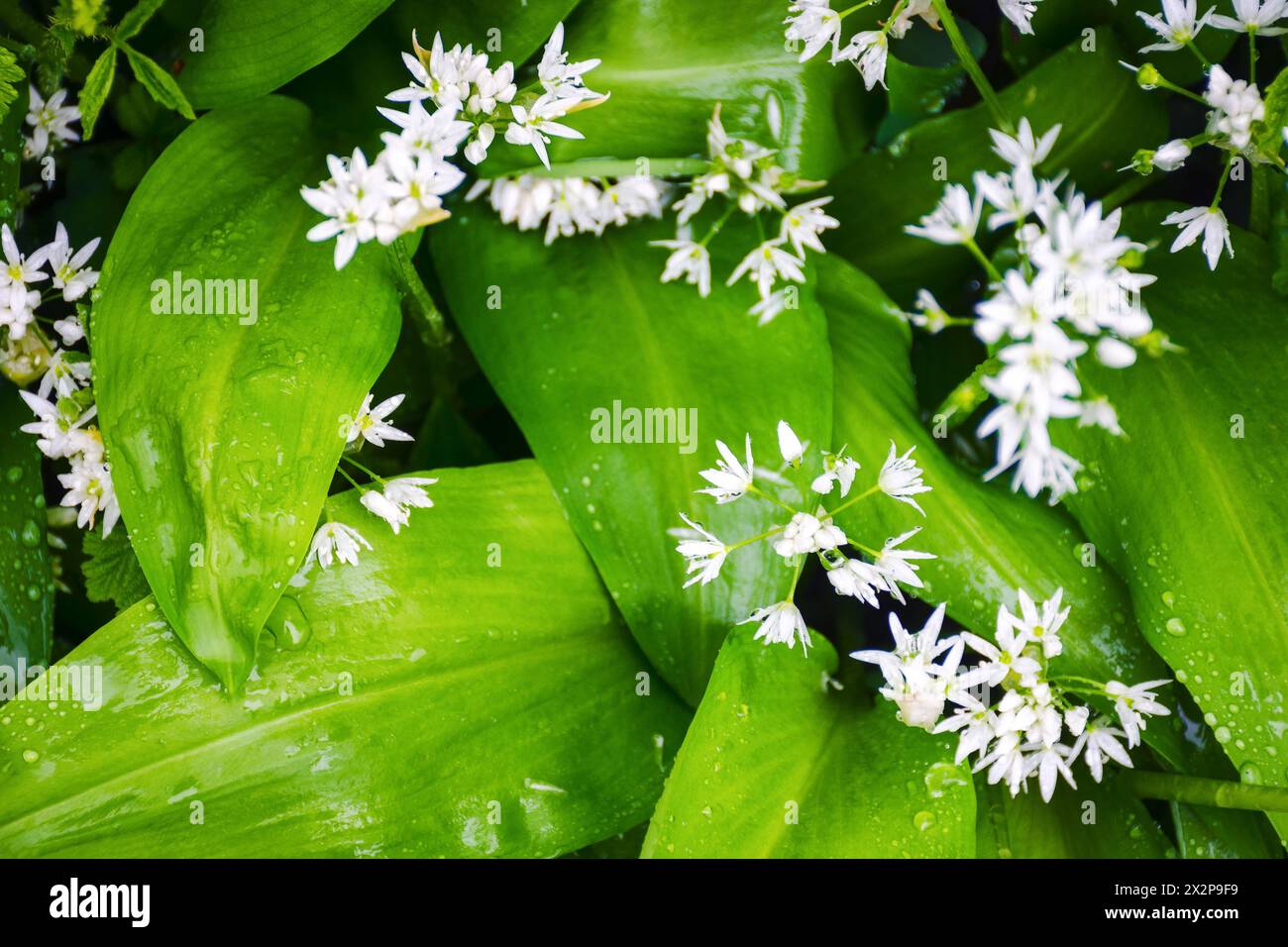 aglio orso selvatico che fiorisce. cibo super sano. erbe con foglie verdi nella rugiada mattutina Foto Stock