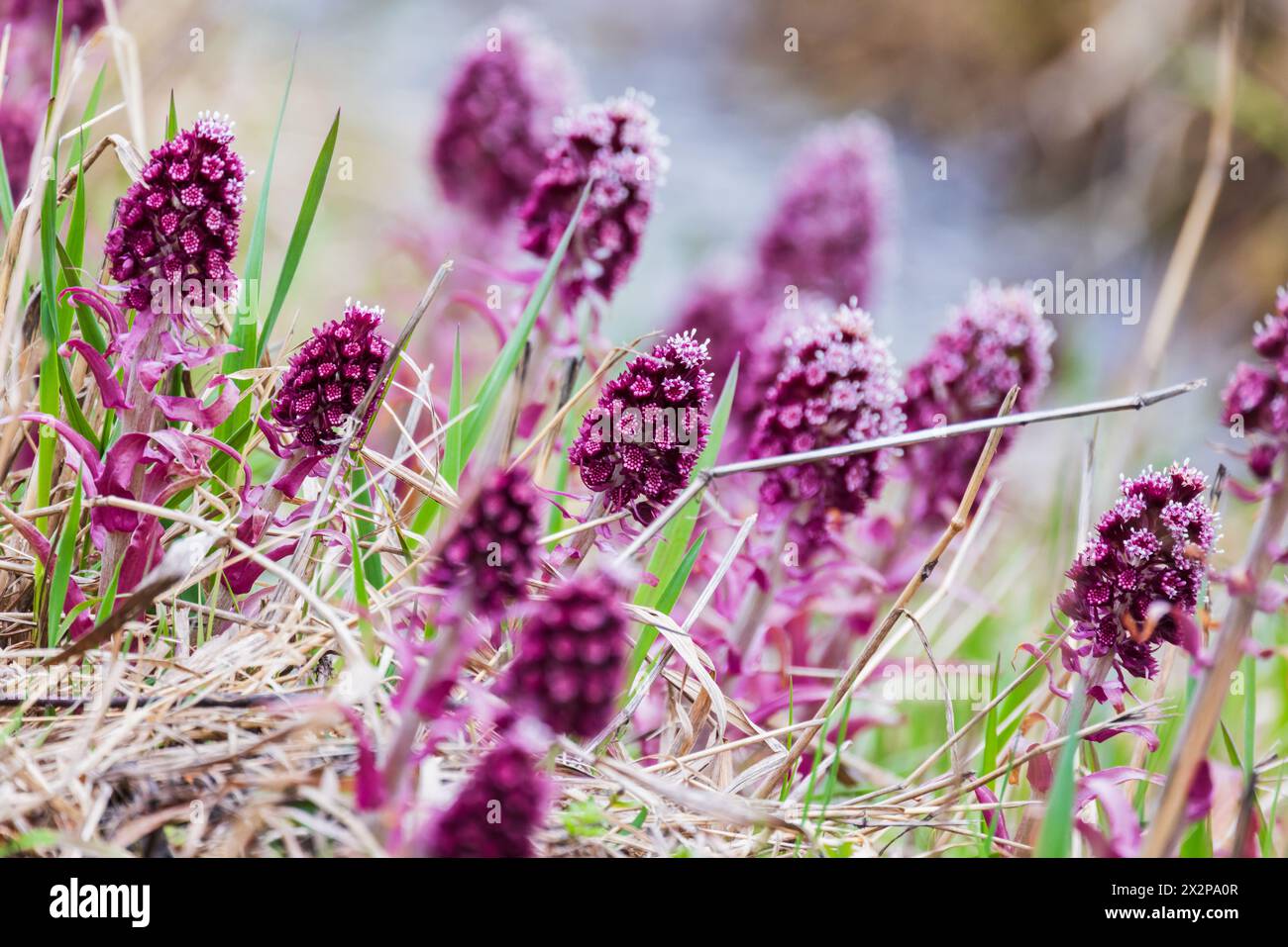 I fiori viola selvatici crescono su un prato primaverile. Petasites hybridus, noto anche come Butterbur, è una pianta erbacea perenne in fiore della famiglia Foto Stock