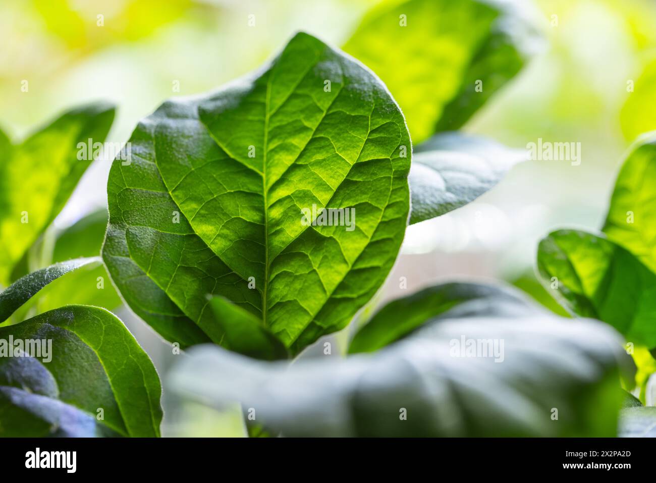 Foglie verdi di piantine di capsicum, foto ravvicinata con messa a fuoco selettiva Foto Stock