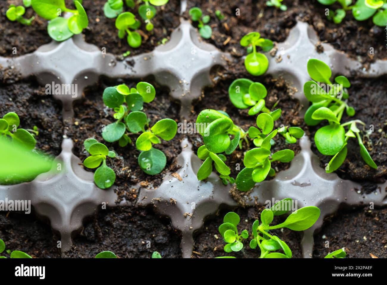 I piccoli germogli verdi crescono in vasi di plastica, vista dall'alto Foto Stock