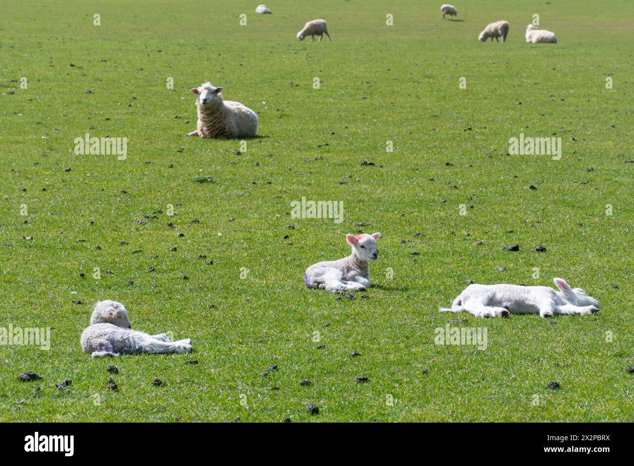 Pecore con agnelli giovani in primavera, Inghilterra, Regno Unito Foto Stock