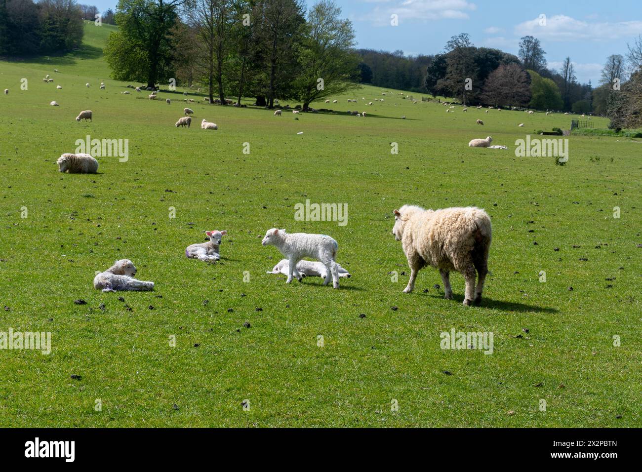 Pecore e agnelli giovani in primavera, tenuta di campagna di West Dean nel West Sussex, Inghilterra, Regno Unito Foto Stock