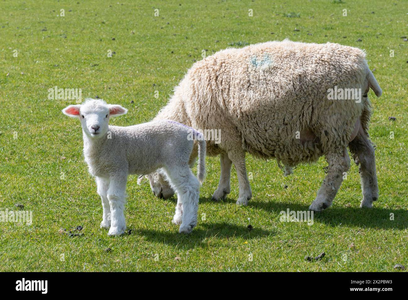 Giovane agnello in piedi accanto al pascolo di pecore madre in primavera, Inghilterra, Regno Unito, carino cucciolo Foto Stock