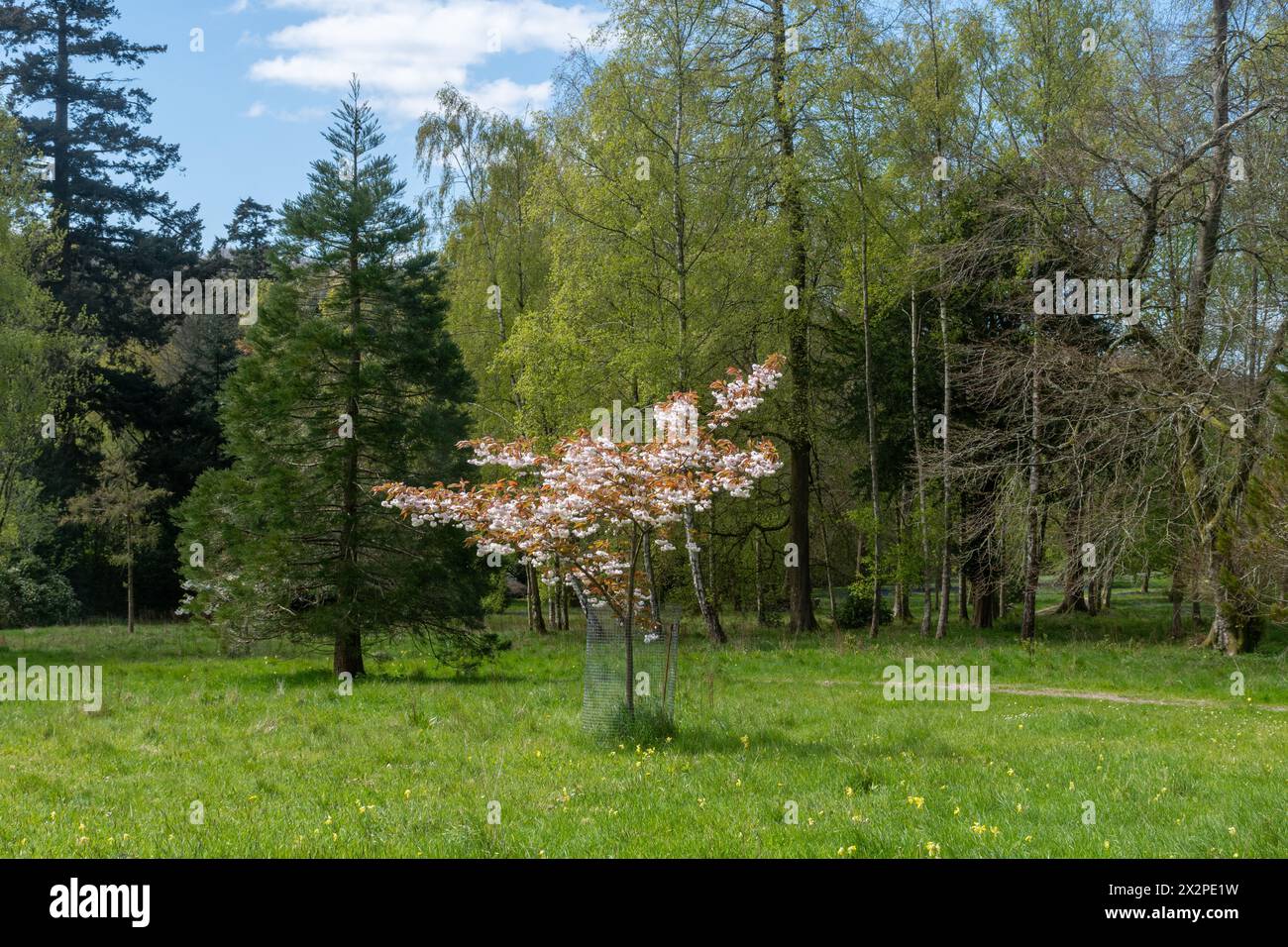 Vista dell'arboreto dei West Dean Gardens in primavera con le ciabatte, West Sussex, Inghilterra, Regno Unito Foto Stock