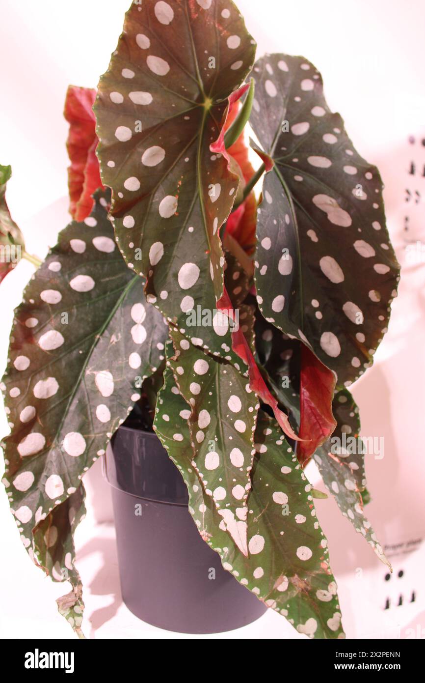 Pianta di begonia maculata Foto Stock