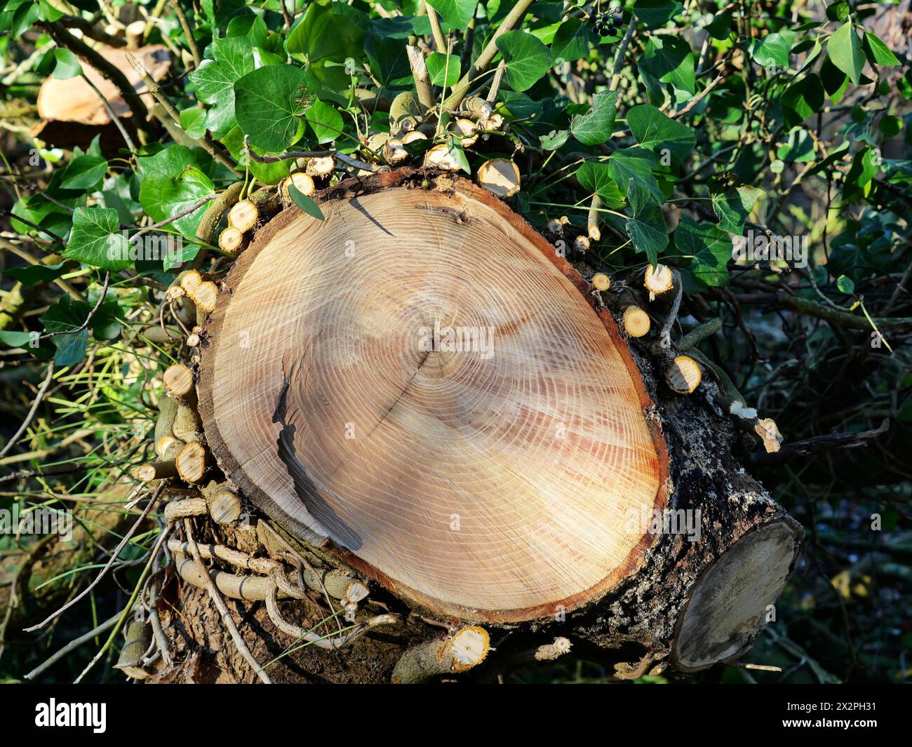 Il ceppo d'albero con edera in sezione trasversale-edera è una pianta arrampicata. Fornisce habitat e cibo per specie animali come uccelli, insetti e piccoli mammiferi Foto Stock