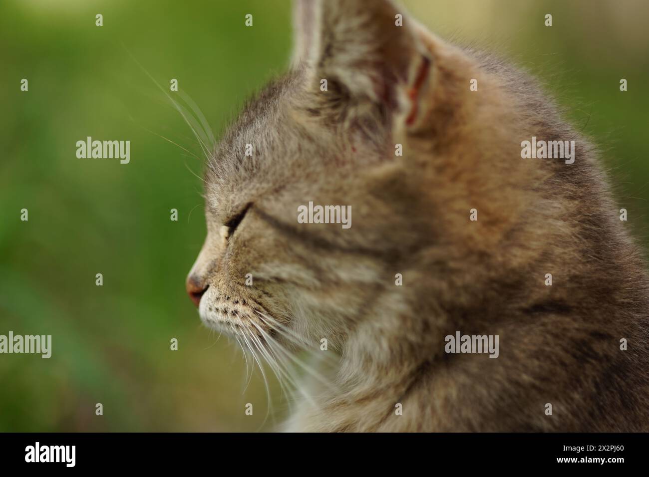 Ritratto di gatto soffice grigio nel giardino estivo Foto Stock