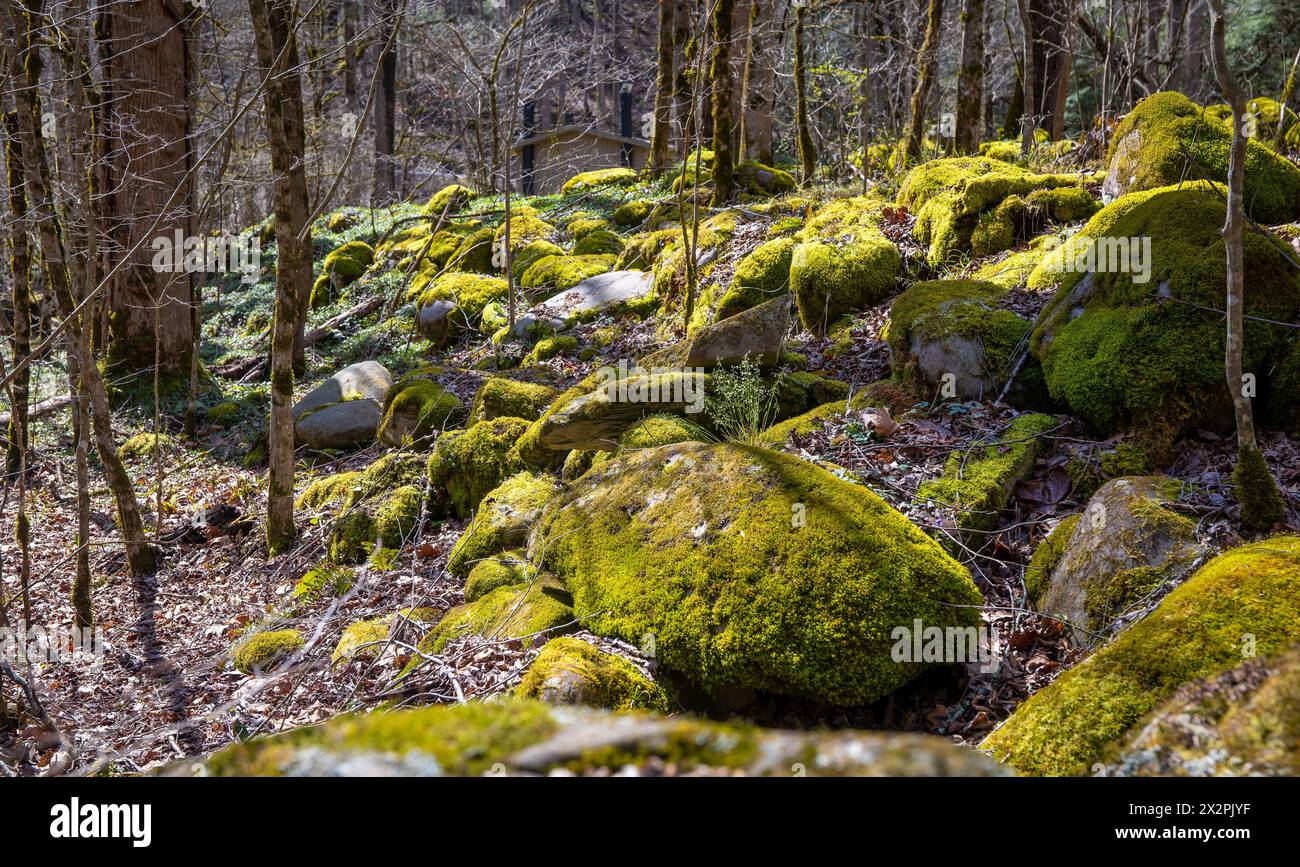 Molti grandi massi coperti di muschio in una foresta di montagna in una giornata di primavera soleggiata. Foto Stock