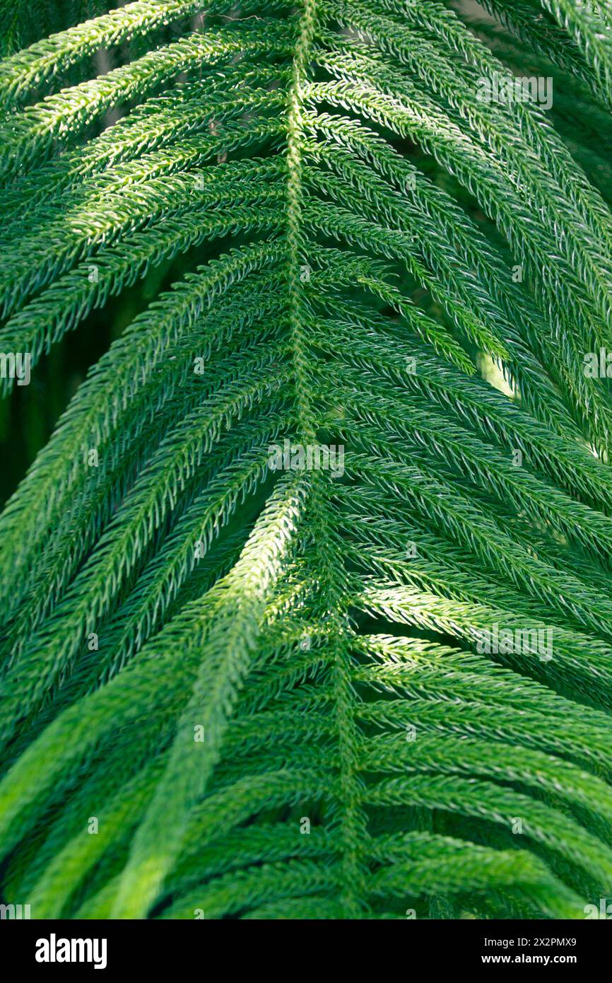 Ramo verde di un albero di conifere. Araucaria columnaris. Araucaria della barriera corallina, pino di Cook, pino della nuova Caledonia, pino di Cook araucaria, araucaria colonnare. Foto Stock