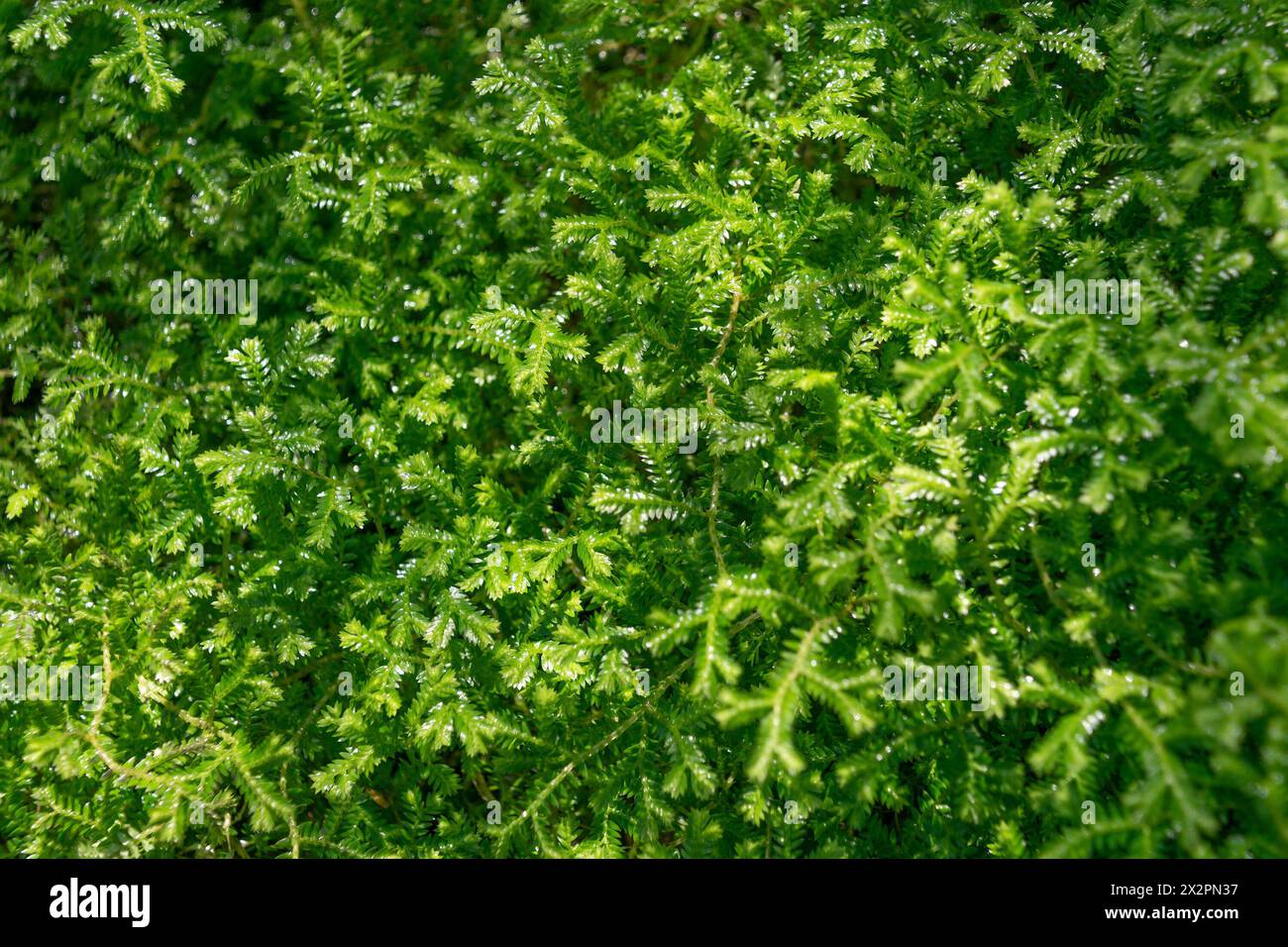 Selaginella stenofilla, primo piano. Verde sfondo vegetale naturale. Erba bagnata. Natura. Foto Stock