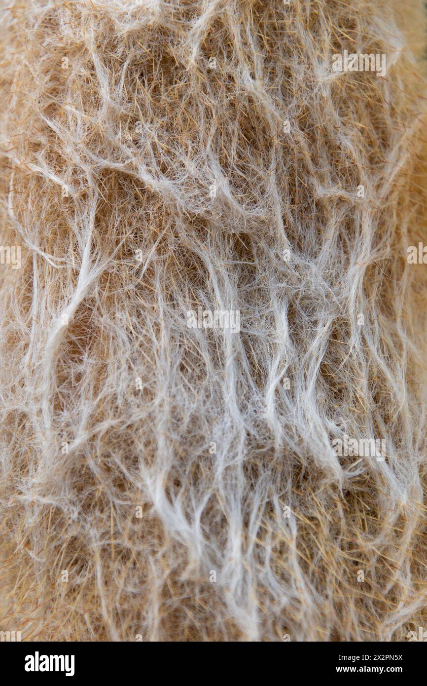 Soffice tronco d'albero, primo piano. Sfondi e texture naturali. Espostoopsis dybowskii. Cactus. Foto Stock