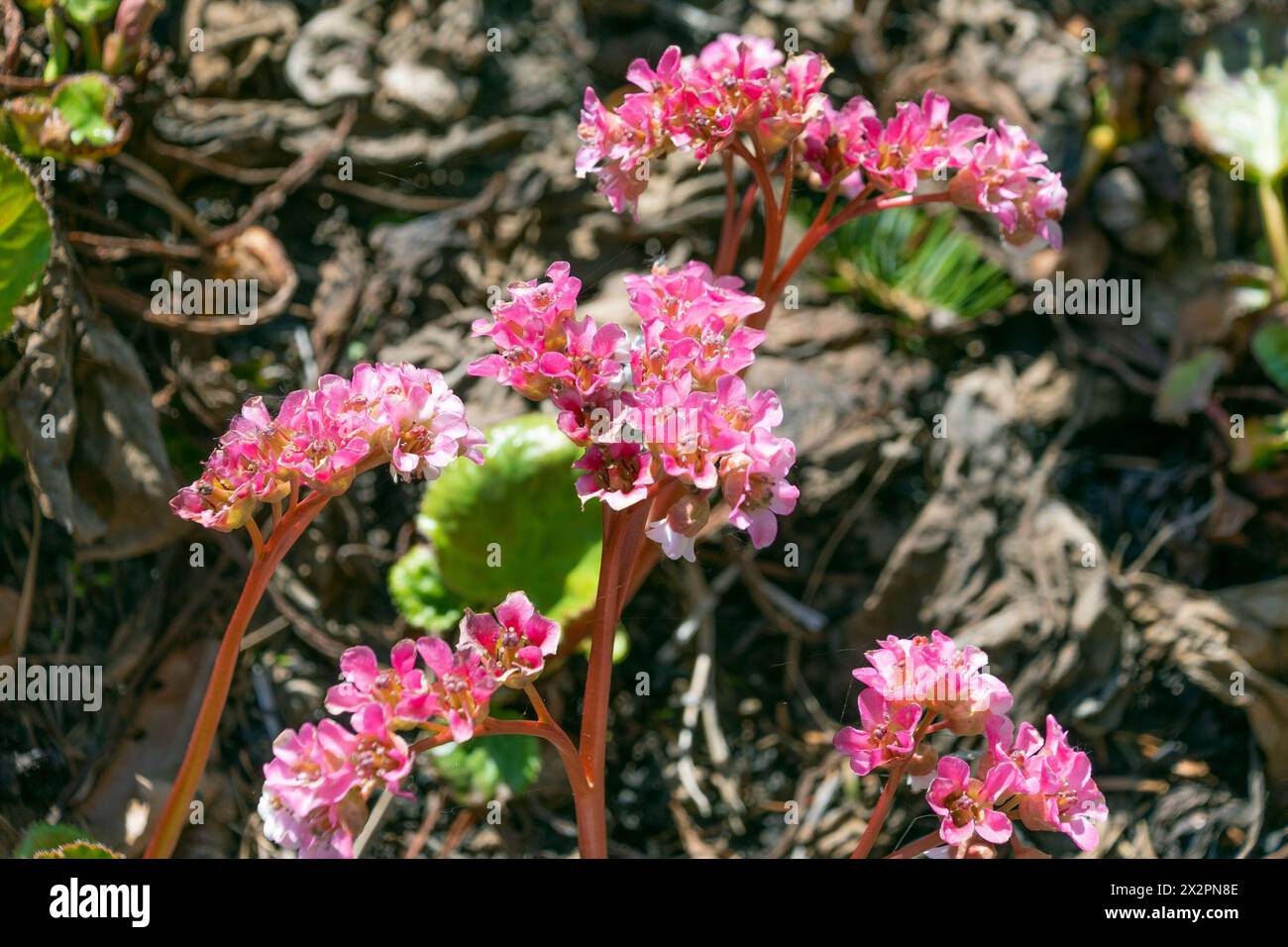 Bellissimi fiori rosa di Bergenia crassifolia. bergenia con lievito cardiaco, bergenia a foglia di cuore, bergenia in pelle, bergenia in fiore invernale, orecchie di elefante, Foto Stock