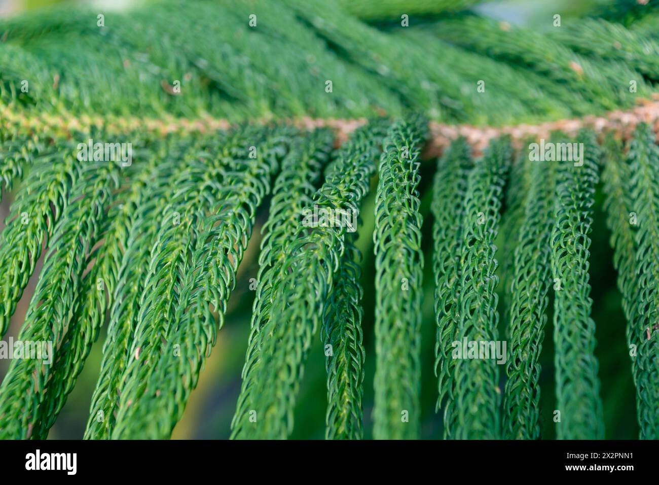 Ramo verde di un albero di conifere. Araucaria columnaris. Araucaria della barriera corallina, pino di Cook, pino della nuova Caledonia, pino di Cook araucaria, araucaria colonnare. Foto Stock