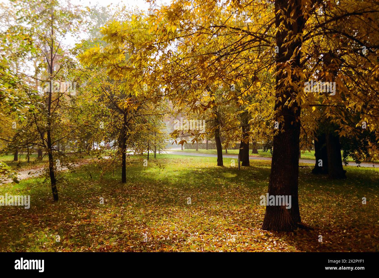 Al mattino, in un parco autunnale in Germania, sorgono alberi con fogliame dorato cosparso di foglie autunnali Foto Stock
