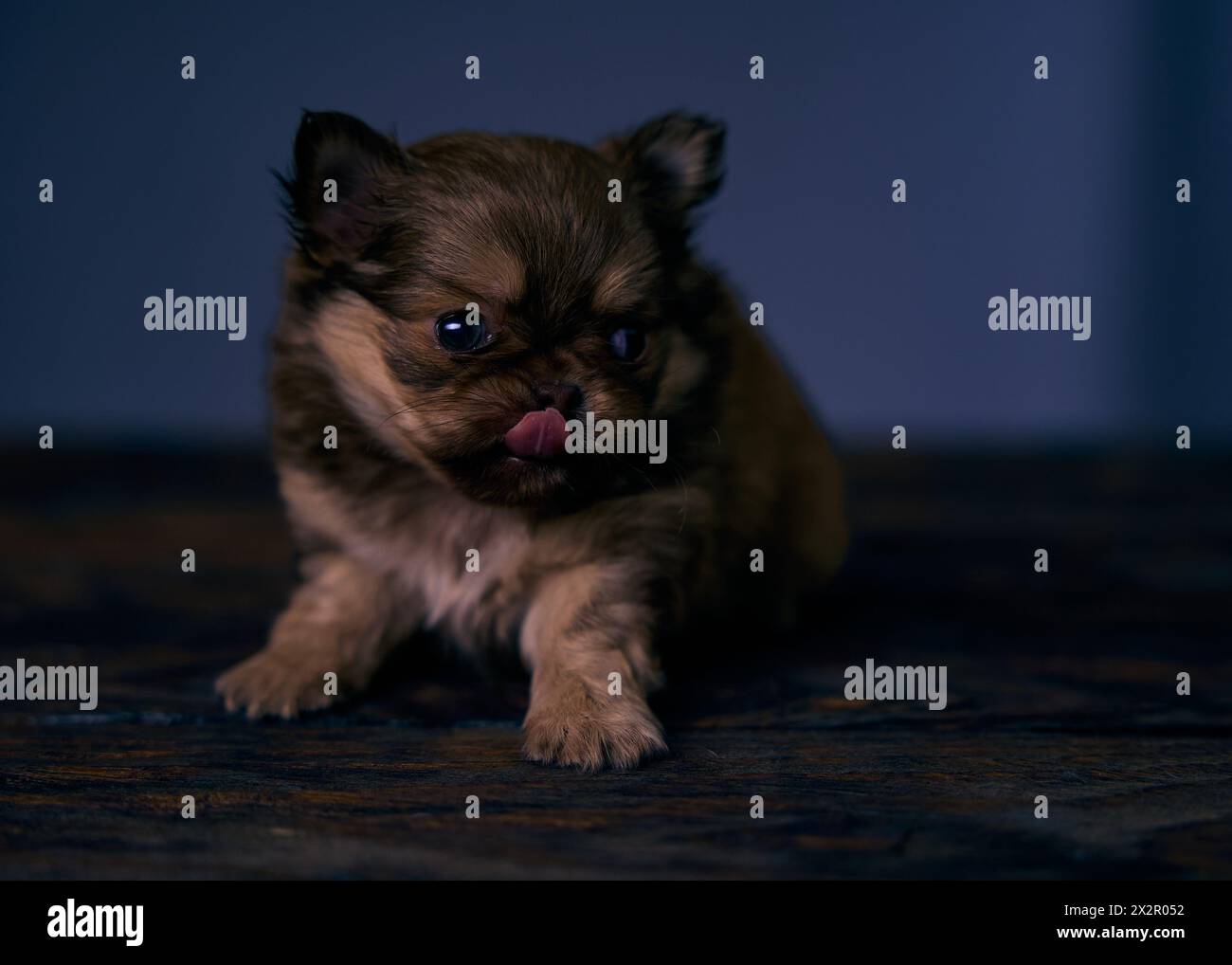 Piccolo cucciolo bruno chihuahua maschio. Foto Stock