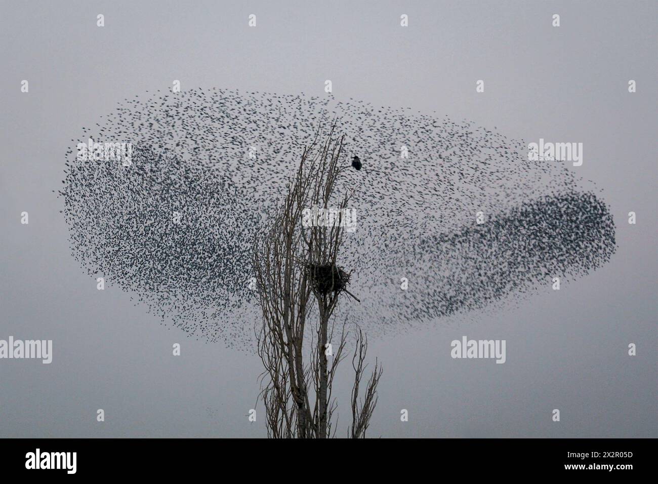 Democrazia, fotografia concettuale d'arte di Hoofar Haghighi. Un atto democratico di natura. Foto Stock