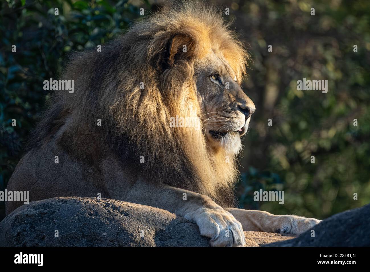 Leone africano illuminato dal sole (Panthera leo) allo Zoo Atlanta vicino al centro di Atlanta, Georgia. (USA) Foto Stock