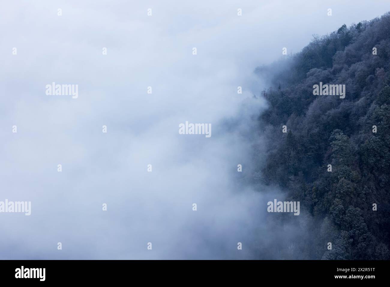 Foresta cinese parzialmente coperta da nebbia nel Sichuan, Cina Foto Stock