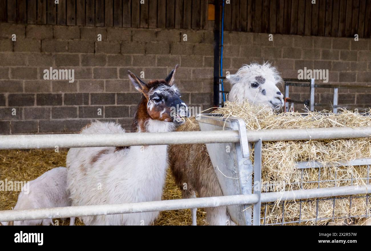 Alimentazione di lama e alpaca presso Mainsgill Farm, Richmond, North Yorkshire, Inghilterra, Regno Unito Foto Stock