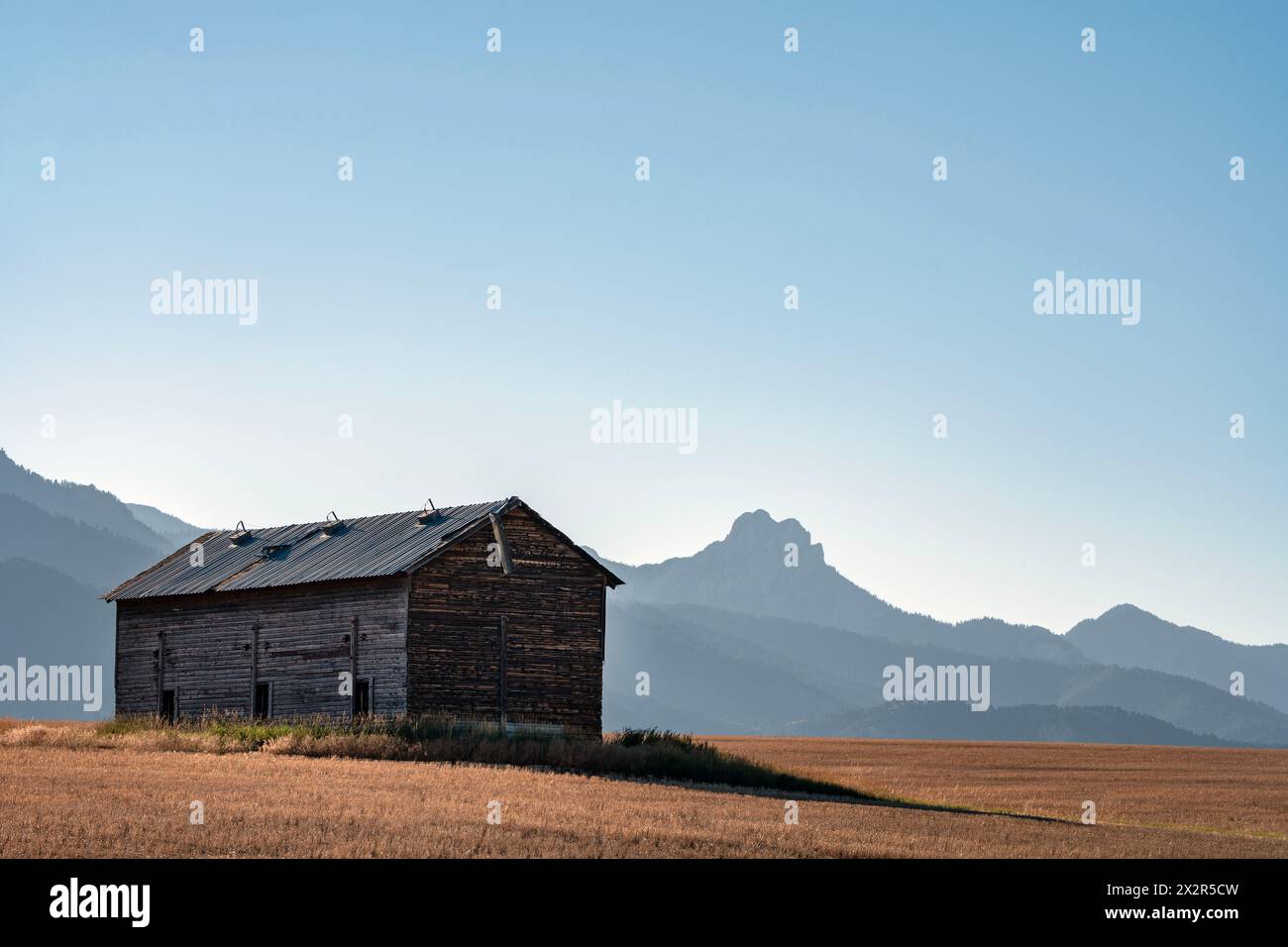 Un vecchio fienile in un campo di grano vicino alle montagne del Montana, alla fine dell'estate. Foto Stock