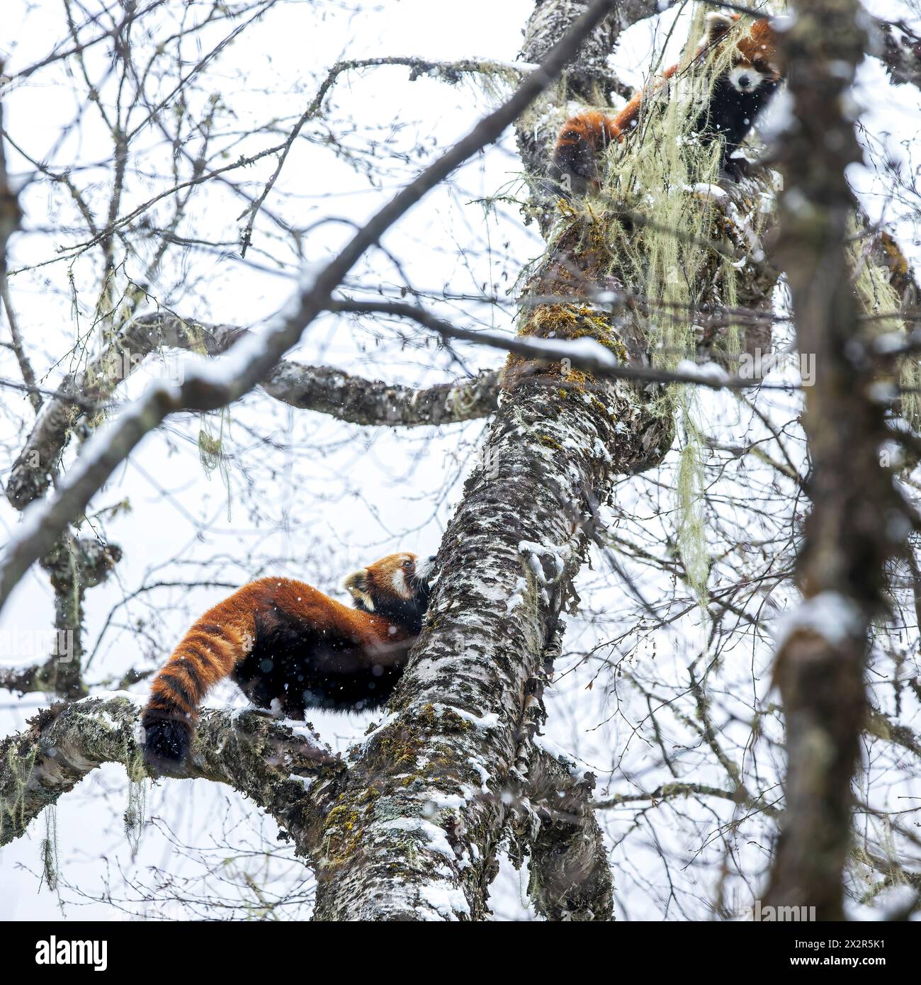 Due panda rosso orientale selvaggio cinese (Ailurus fulgens styani) arroccati su un albero innevato in caduta di neve (preso a Sichuan, Cina) Foto Stock