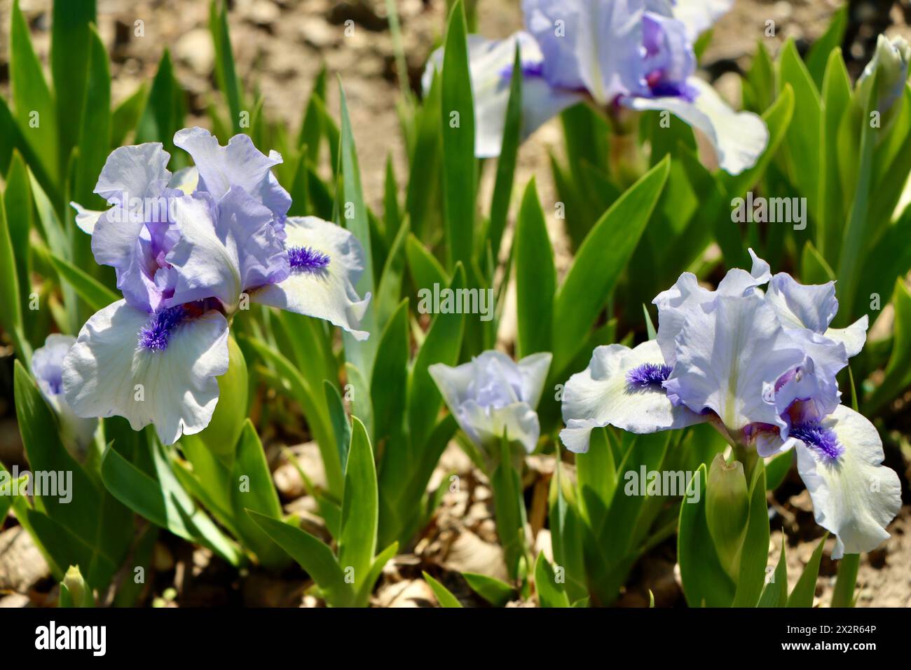 Forever Blue Chapman Iris al Willott Iris Garden di Cleveland, Ohio Foto Stock