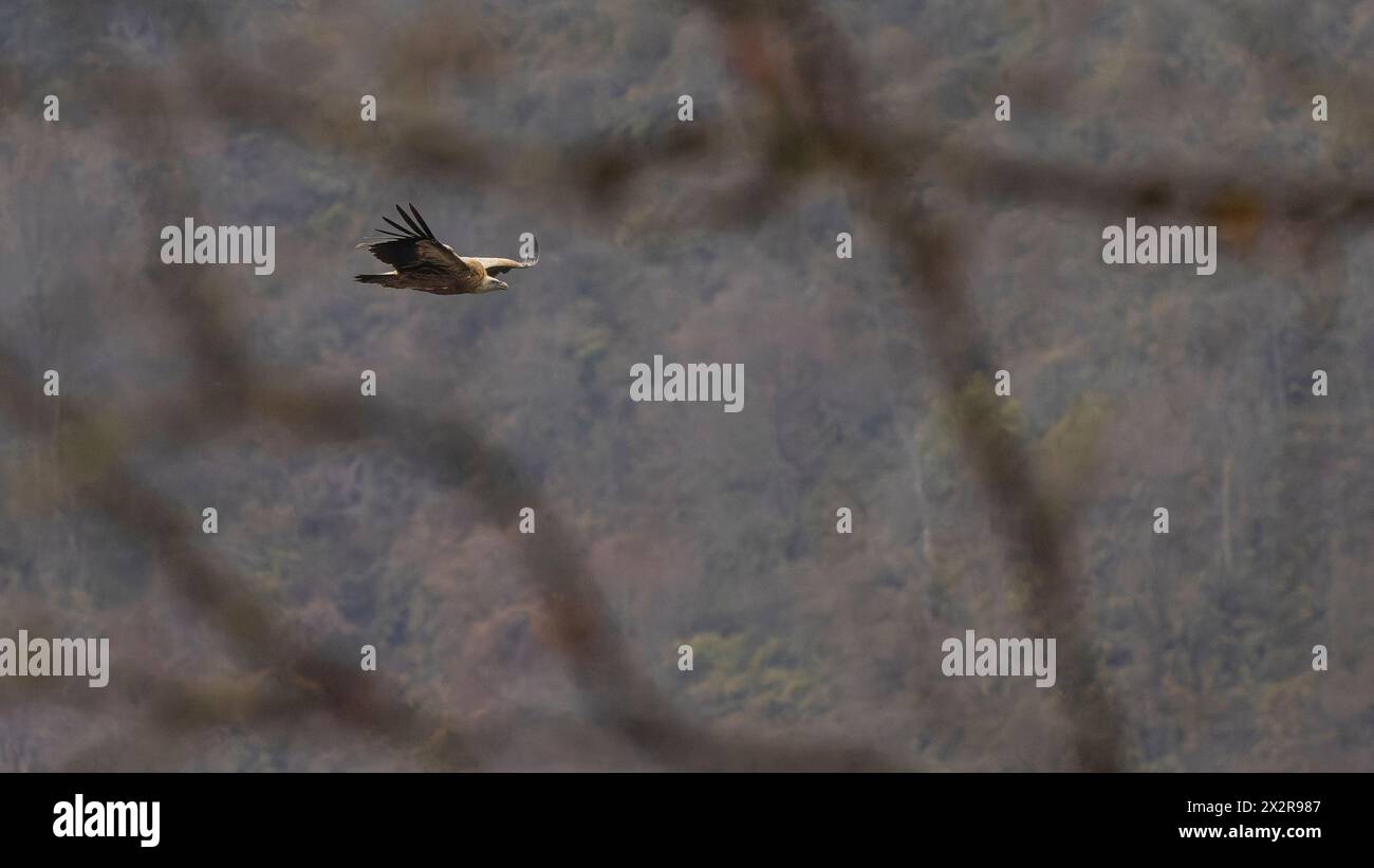 Vista di un volgare variopinto grifone dell'Himalaya cinese (Gyps himalayensis) attraverso gli alberi, fotografato, altopiano tibetano, Sichuan, Cina Foto Stock