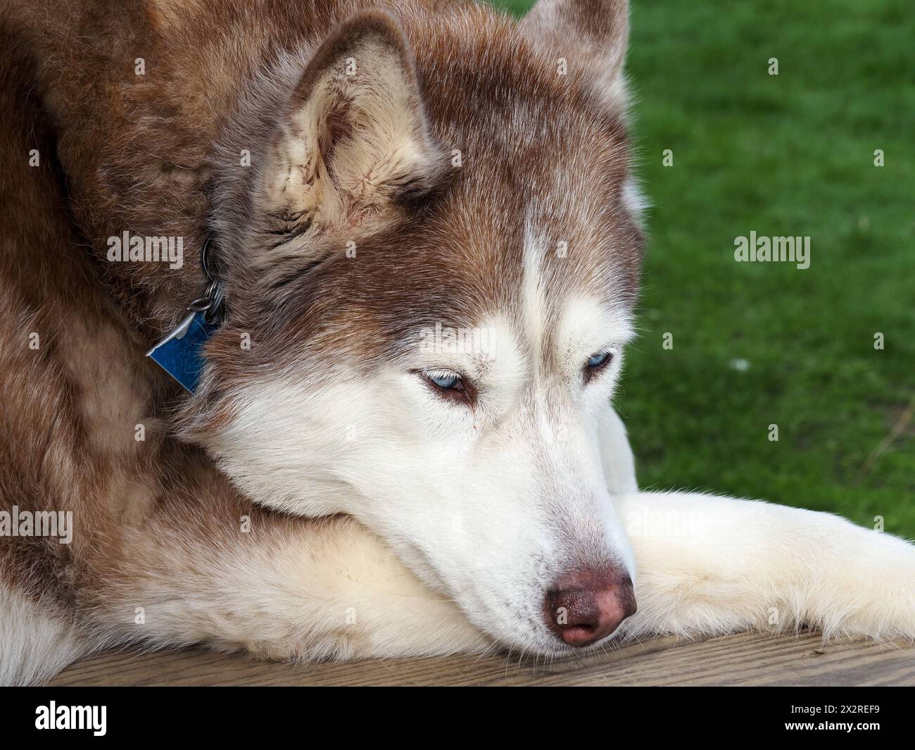 Red Siberian Husky dog - riposa nell'erba Foto Stock