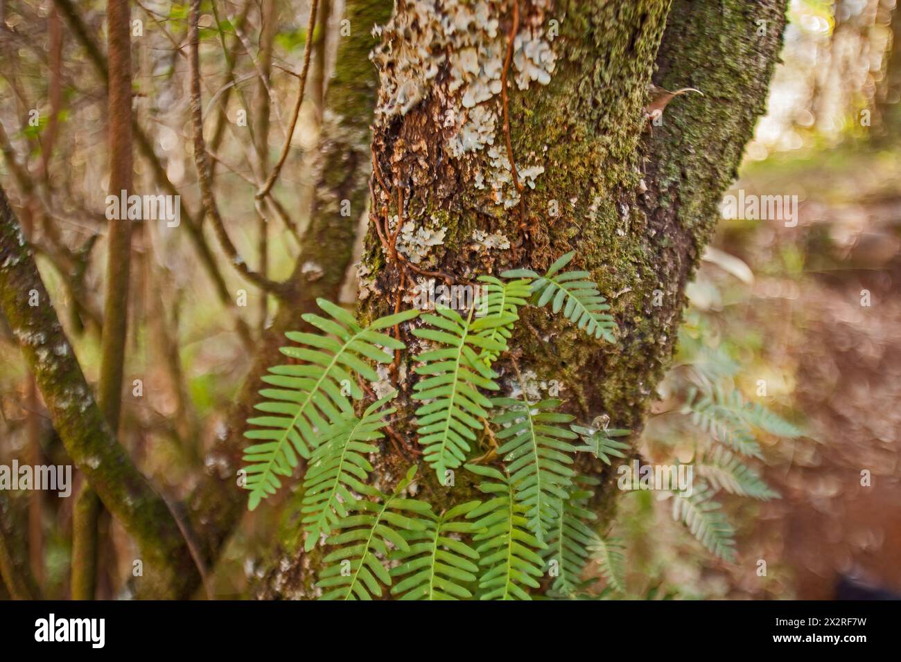 Resurrection Fern Pleopeltis polypodioides 15650 Foto Stock