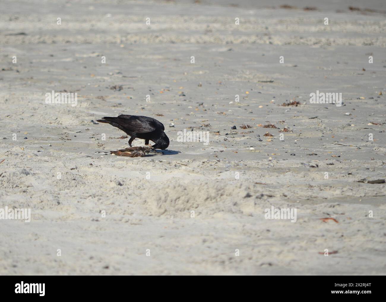 Un uccello nero è stato osservato cannibalizzare un gabbiano defunto sulle rive sabbiose di Jetty Beach a Port Canaveral, Florida. Foto Stock