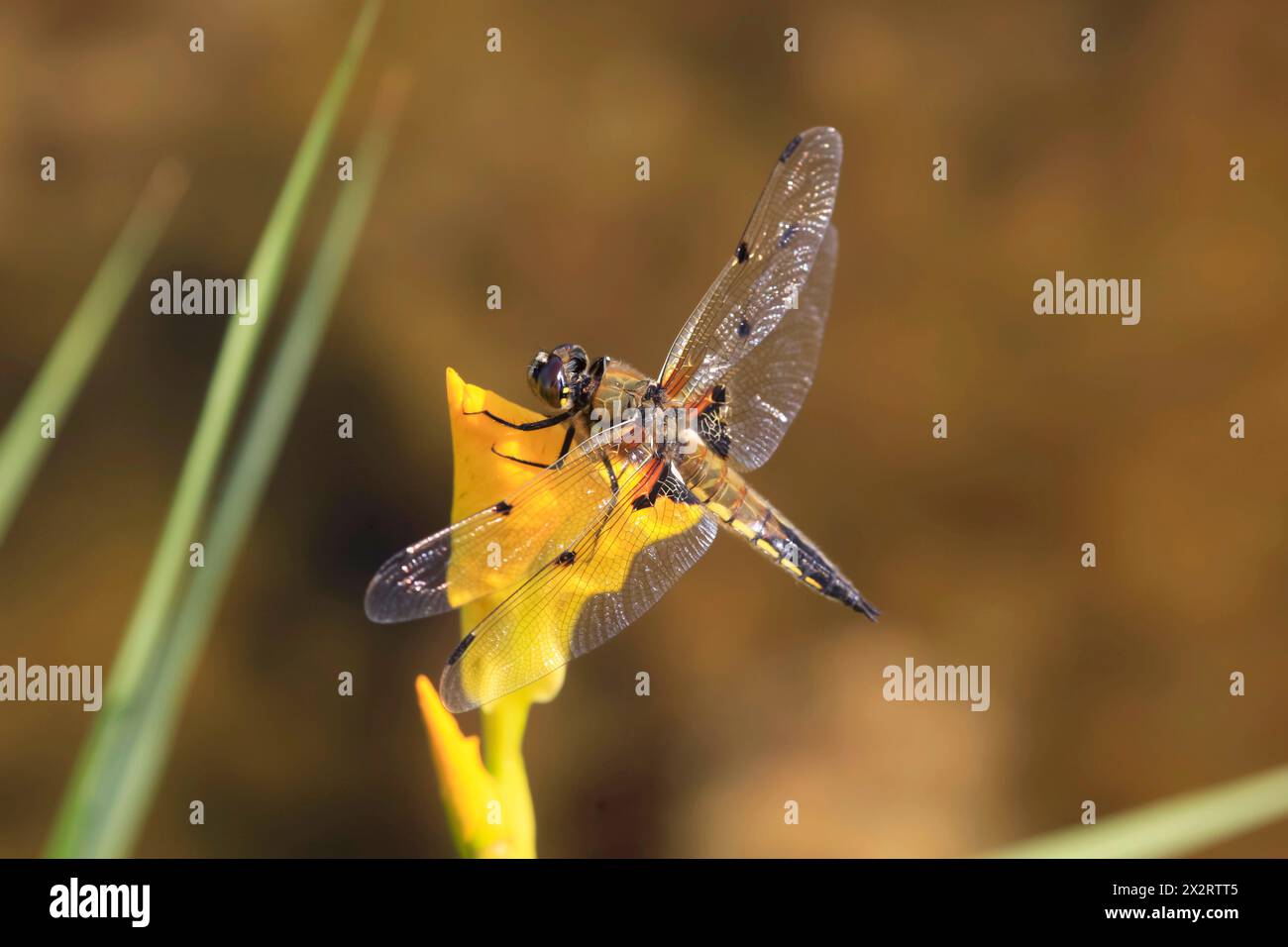 Dragonfly arroccata su fiori gialli in fiore Foto Stock
