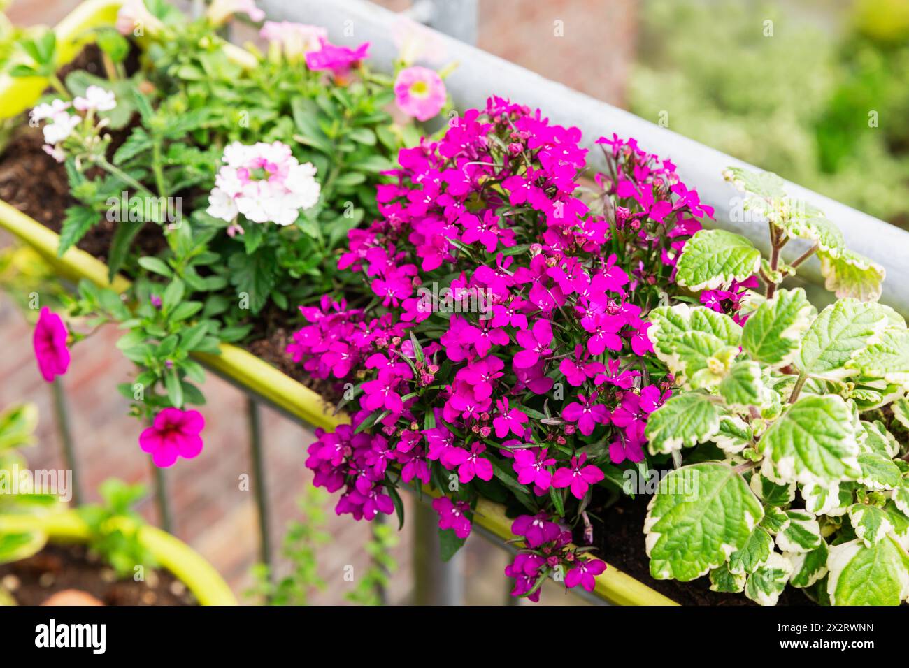 Luccicante lobelia rosa che fiorisce nel giardino con balcone Foto Stock
