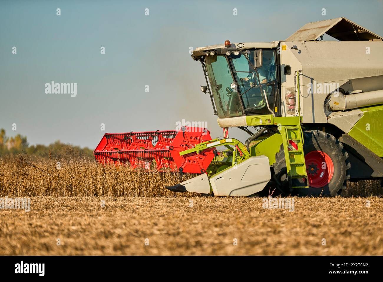 Agricoltore seduto nella mietitrebbiatrice e che lavora nel campo della soia Foto Stock
